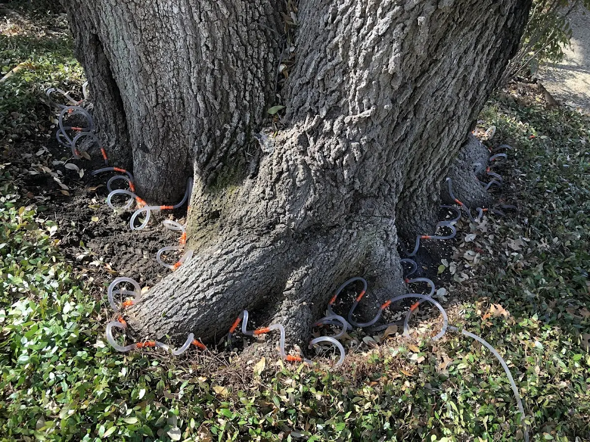 Detailed Tree Cabling and Bracing job site in Salvisa