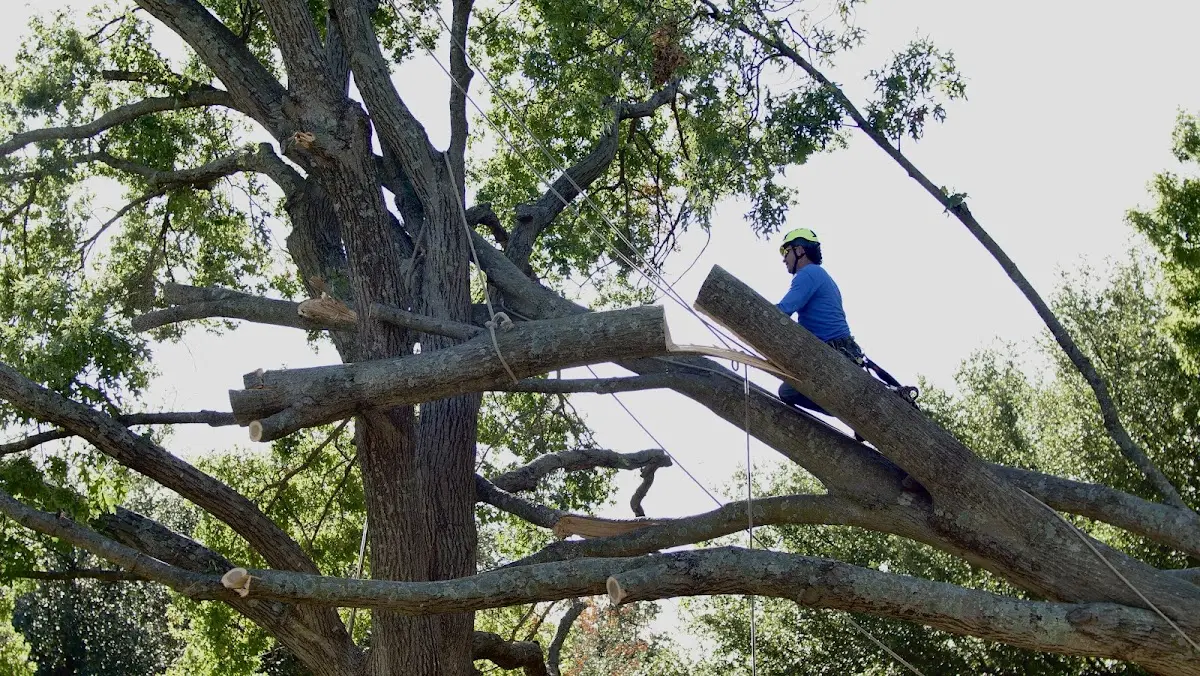 Professional Crown Thinning performed by certified arborists in Salvisa